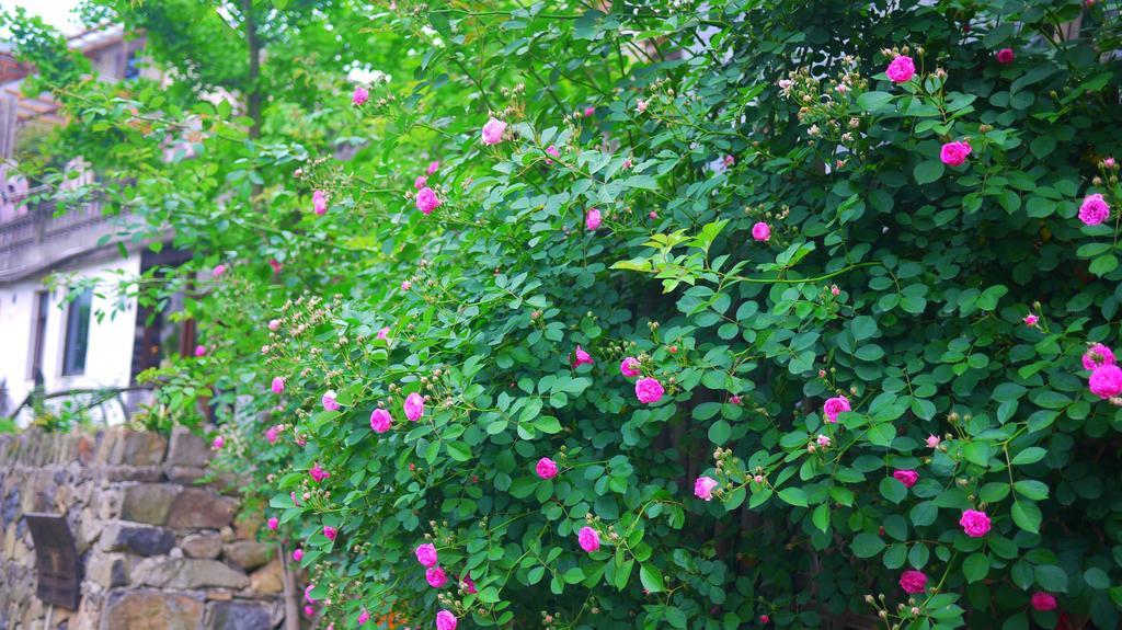 Moganshan Bamboo View Guesthouse Deqing Εξωτερικό φωτογραφία