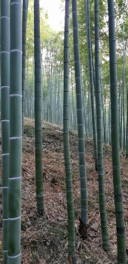 Moganshan Bamboo View Guesthouse Deqing Εξωτερικό φωτογραφία